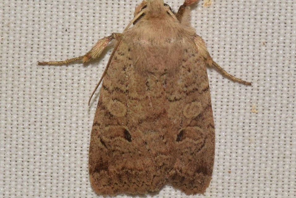 Propenistra laevis - könnyű őszibagoly