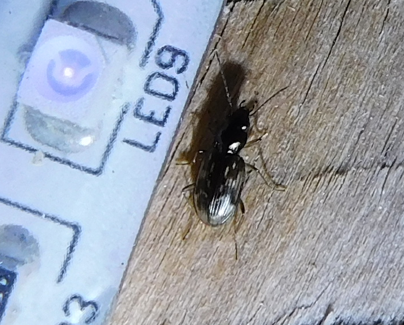 Bembidion varium - rajzos gyorsfutó
