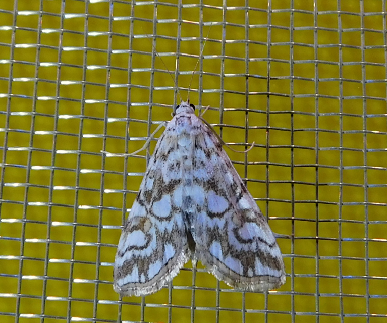 Elophila nymphaeata - tarka vízimoly
