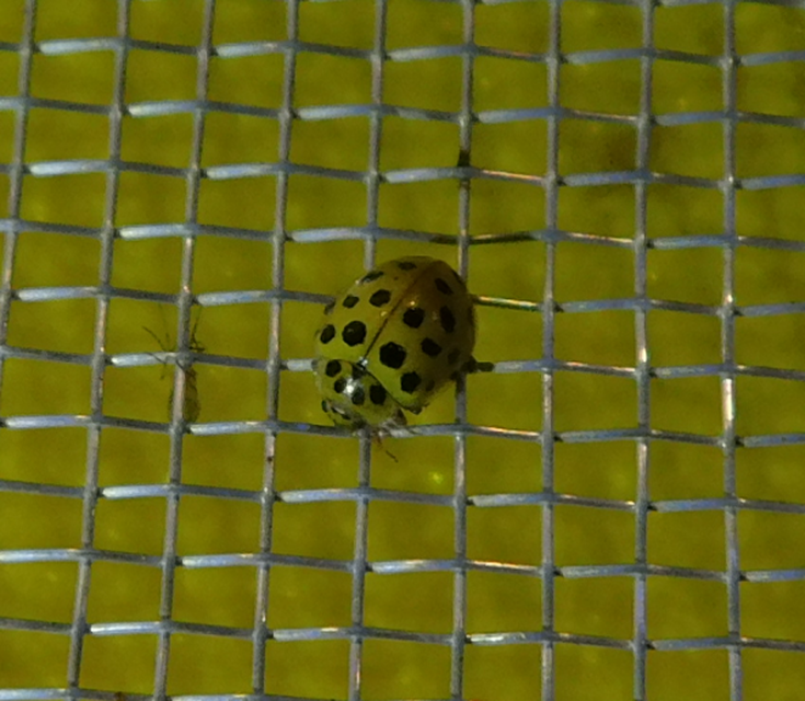 Psyllobora vigintiduopunctata - huszonkétpettyes katica