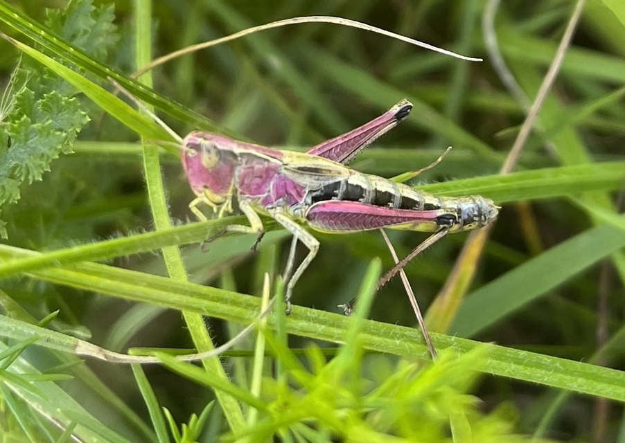Pseudochorthippus parallelus - közönséges rétisáska