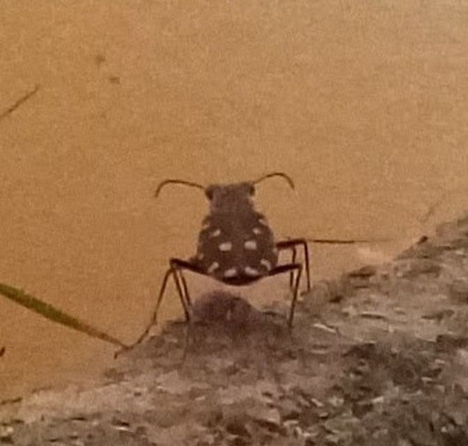 Calomera littoralis nemoralis - sziki homokfutrinka