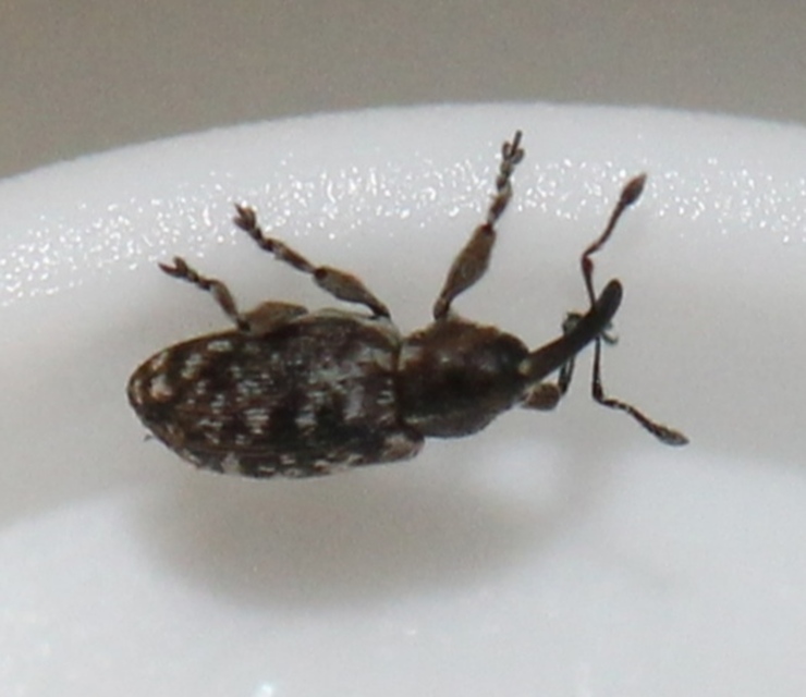 Smicronyx