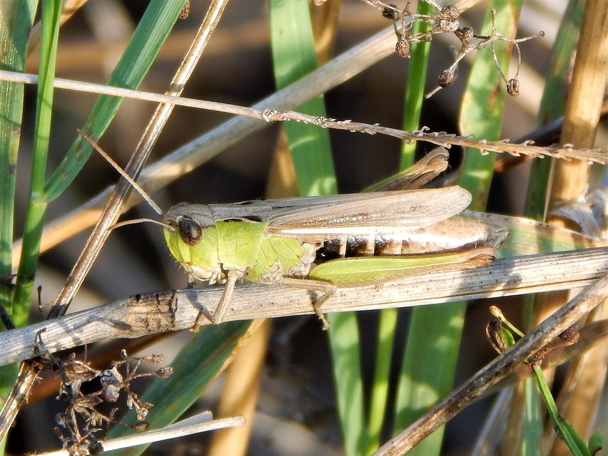 Chorthippus dorsatus - hátas rétisáska