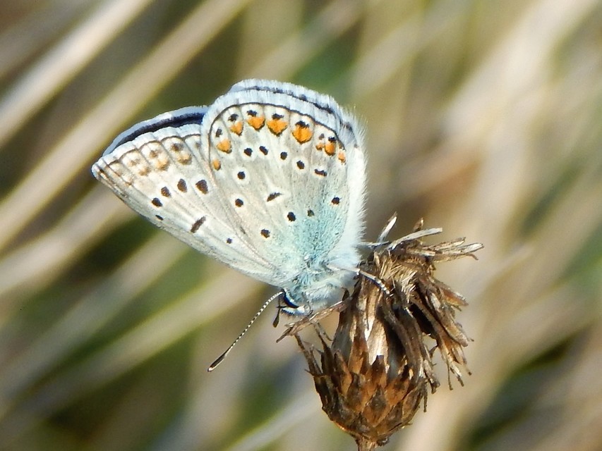 Polyommatus icarus - közönséges boglárka