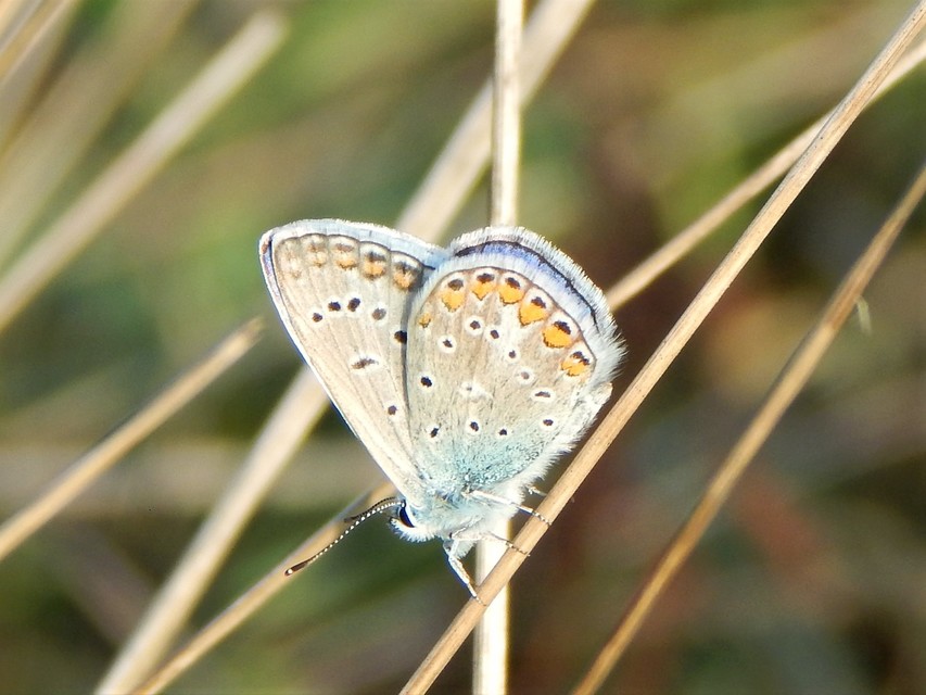 Polyommatus icarus - közönséges boglárka