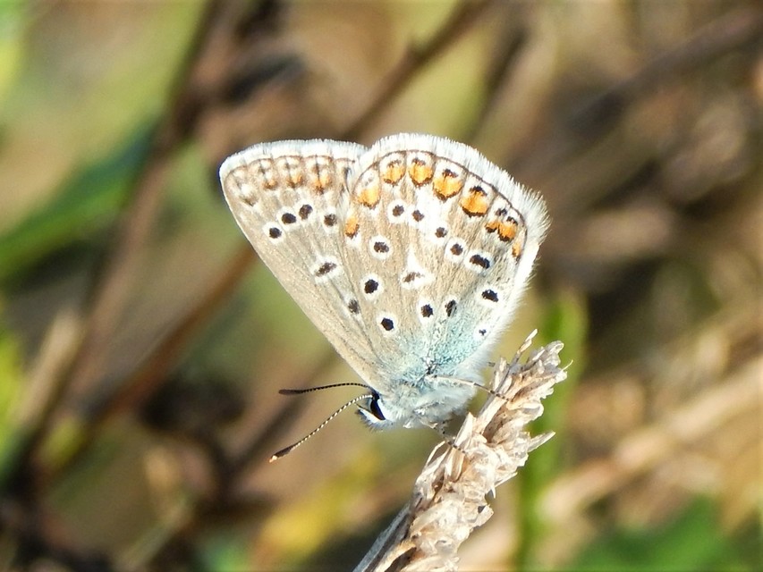 Polyommatus icarus - közönséges boglárka