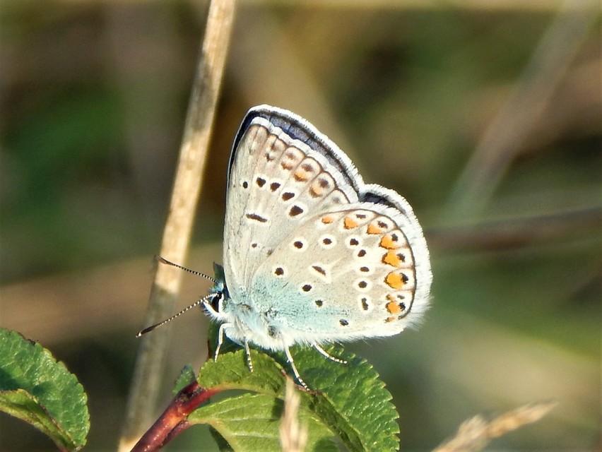 Polyommatus icarus - közönséges boglárka