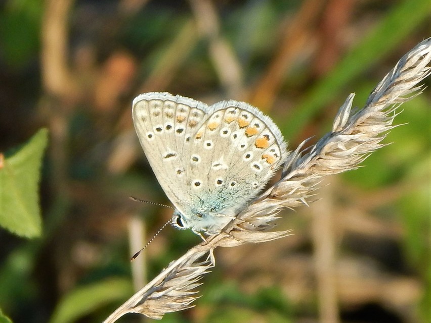 Polyommatus icarus - közönséges boglárka