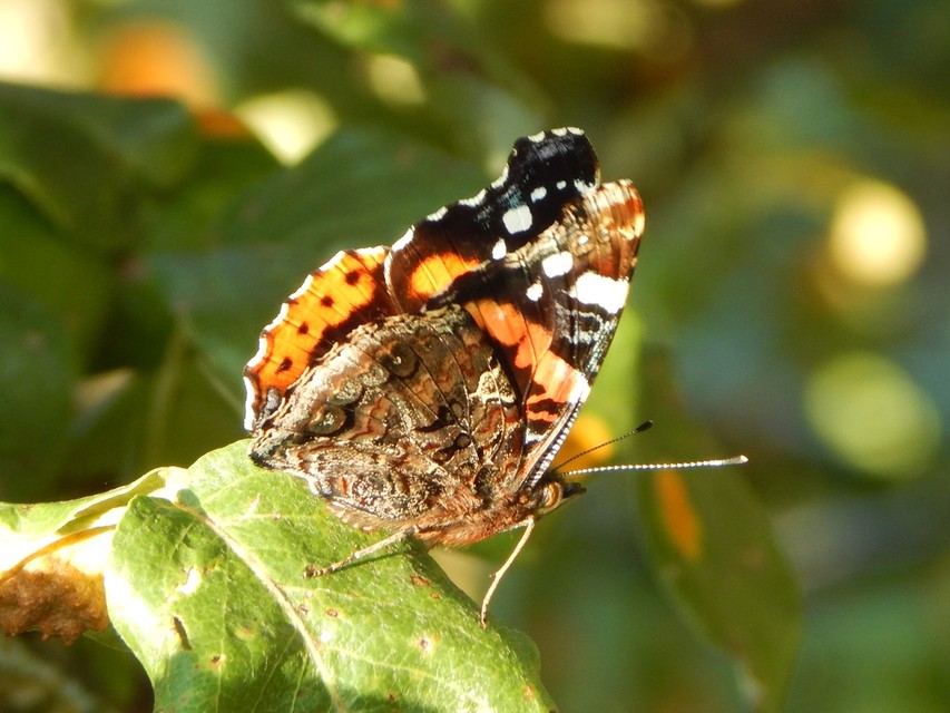 Vanessa atalanta - atalantalepke