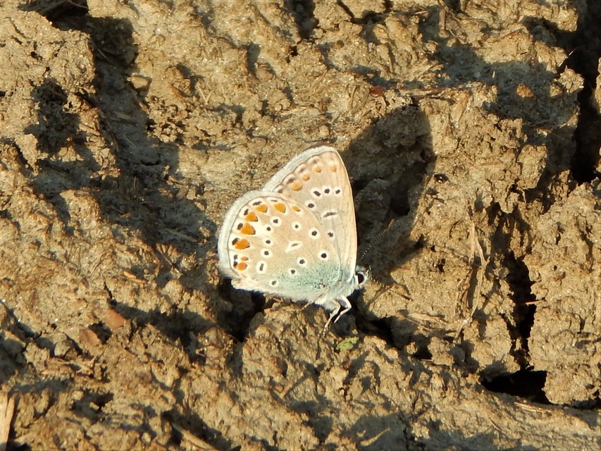 Polyommatus icarus - közönséges boglárka