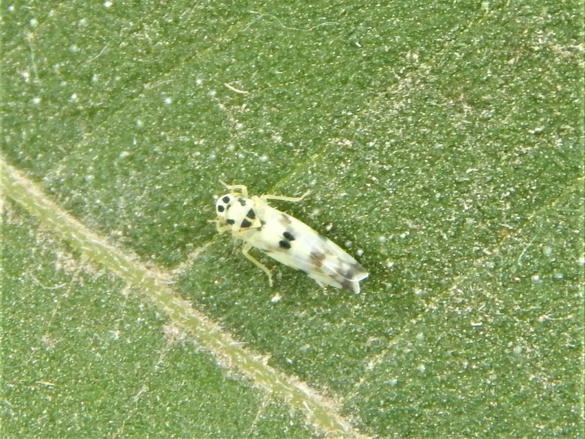 Eupteryx atropunctata