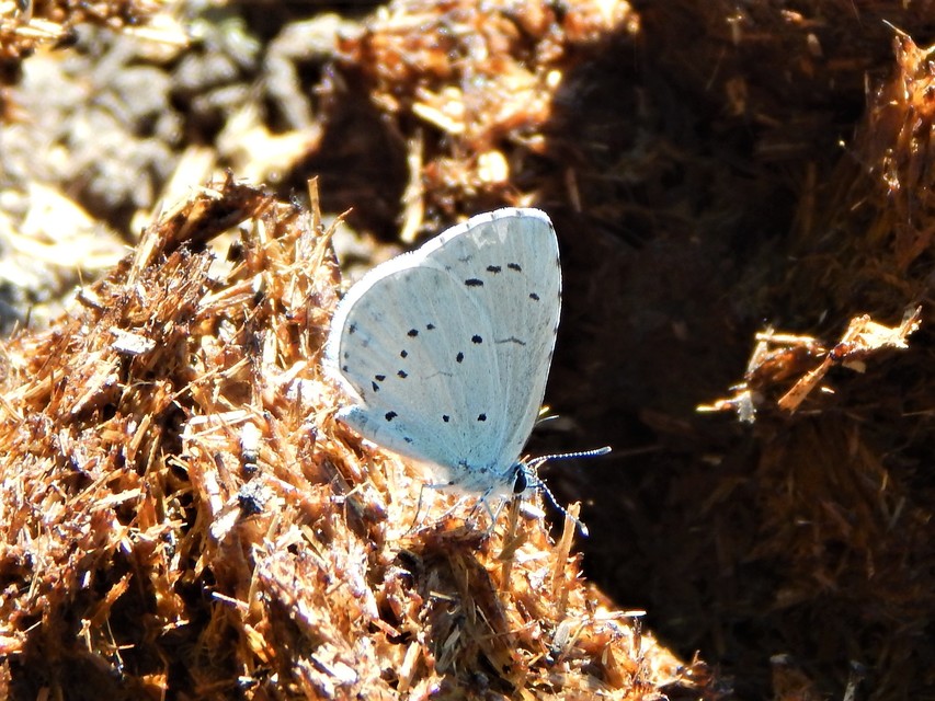 Celastrina argiolus - bengeboglárka