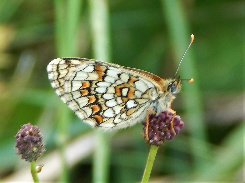 Melitaea athalia - közönséges tarkalepke