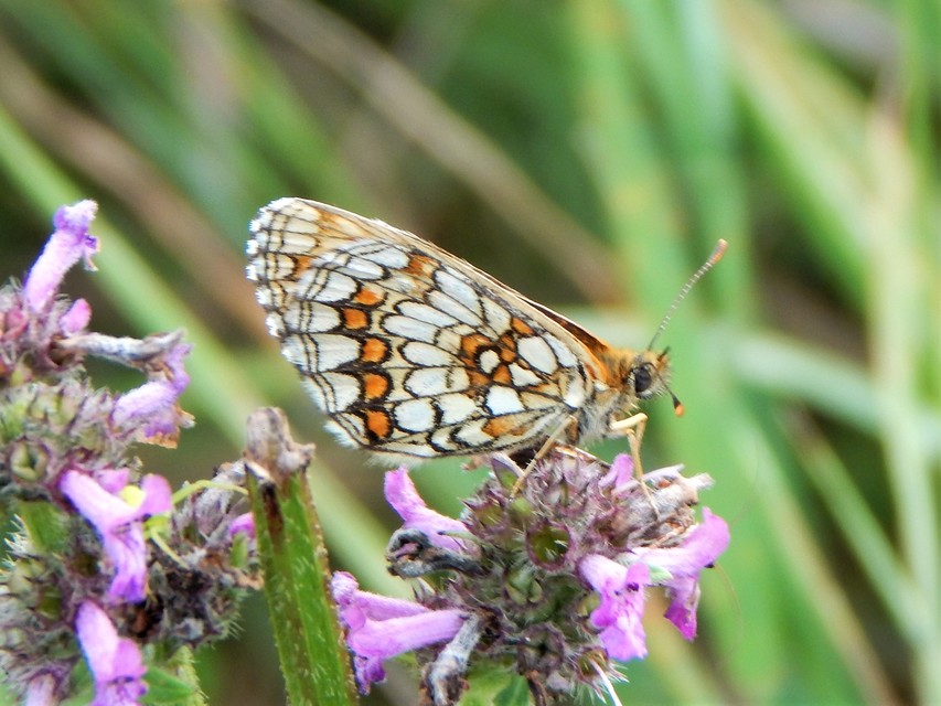 Melitaea athalia - közönséges tarkalepke
