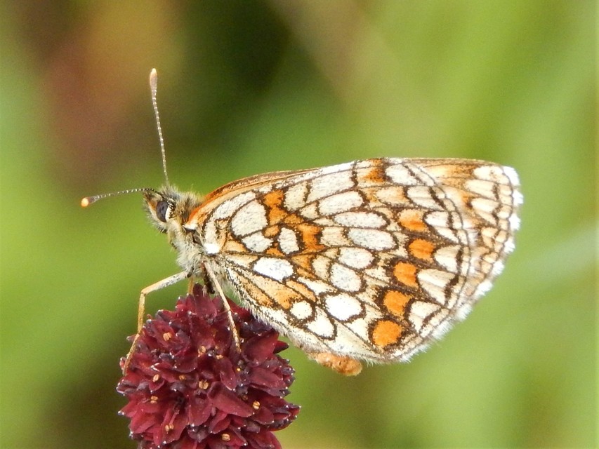 Melitaea athalia - közönséges tarkalepke