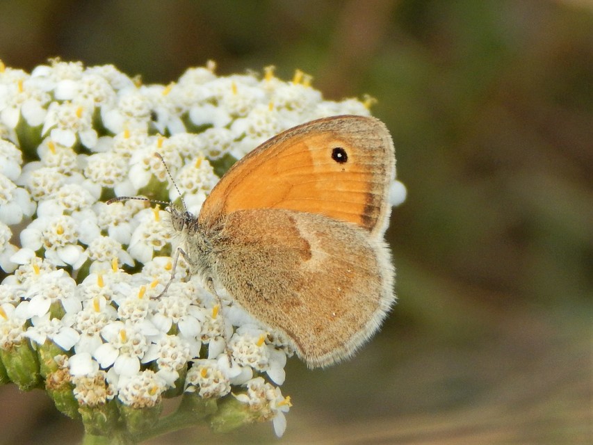 Coenonympha pamphilus - kis szénalepke