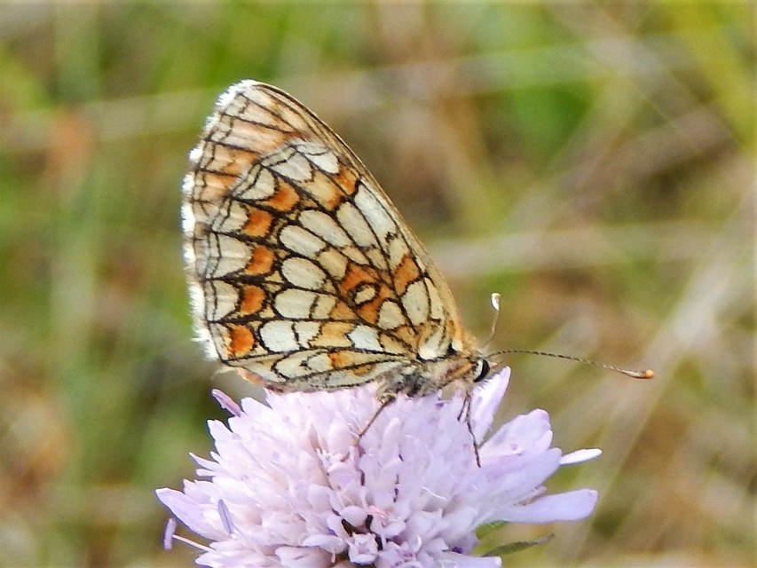 Melitaea athalia - közönséges tarkalepke