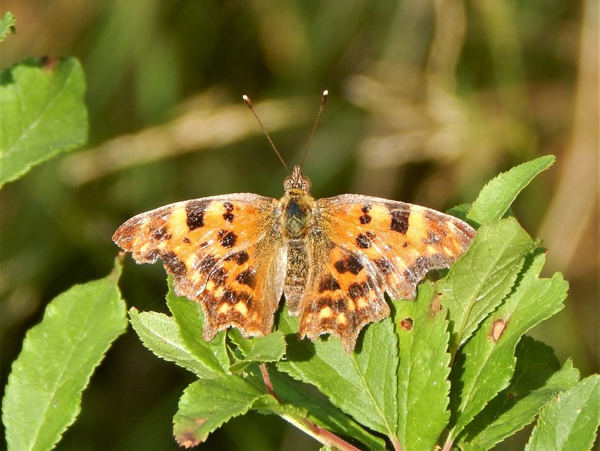 Nymphalis c-album - C-betűs lepke