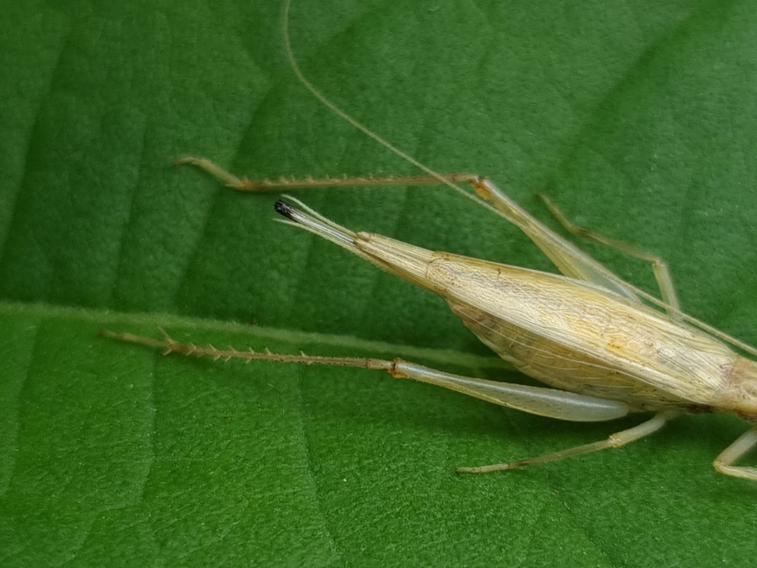 Oecanthus pellucens - pirregőtücsök