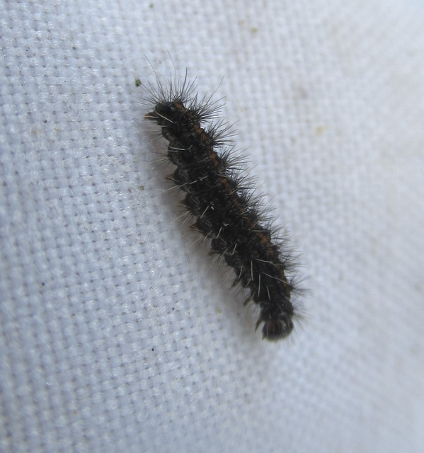Spiris striata - csíkos molyszövő