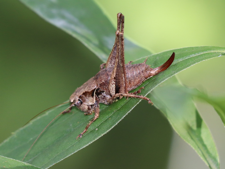 Pholidoptera griseoaptera - szürke avarszöcske