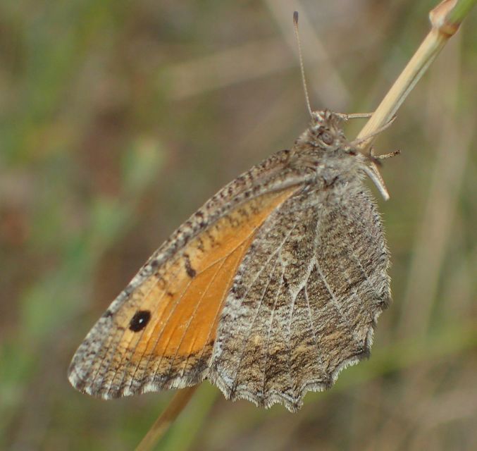 Arethusana arethusa - közönséges szemeslepke