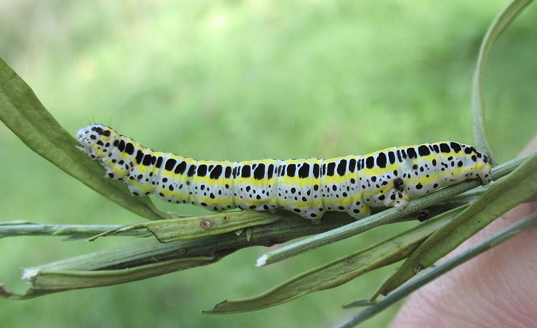 Calophasia lunula - gyújtoványfű-apróbagoly