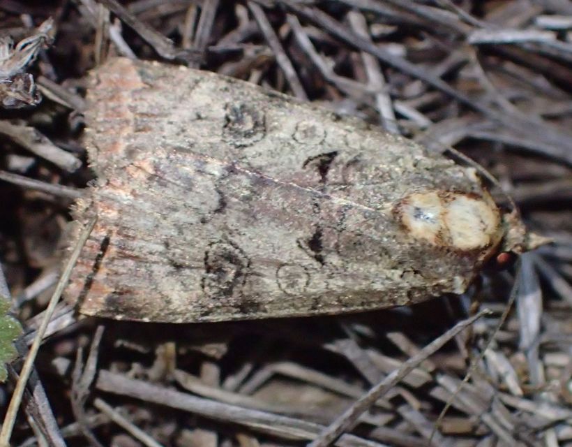 Epilecta linogrisea - karcsú sárgafűbagoly
