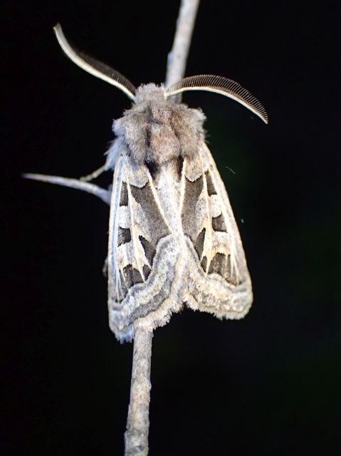 Episema glaucina - fogasjegyű liliombagoly