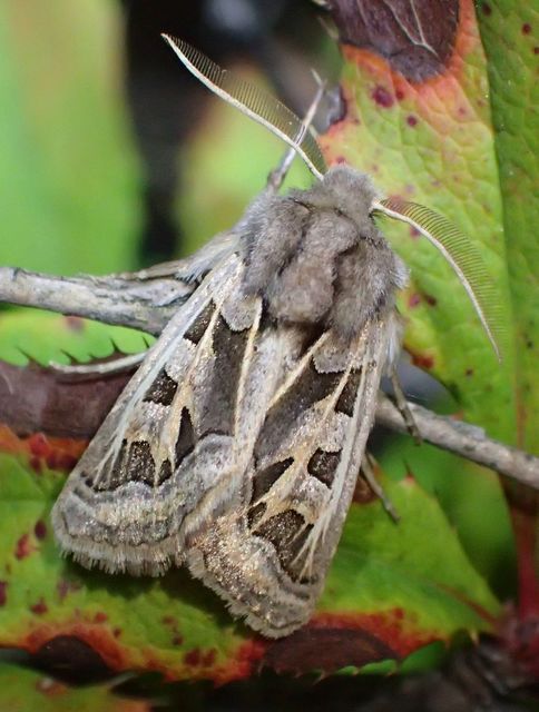Episema glaucina - fogasjegyű liliombagoly