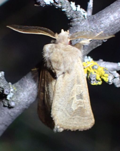 Episema glaucina - fogasjegyű liliombagoly