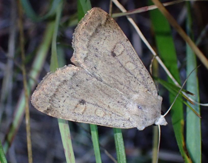 Xestia castanea michaeli - csarabos fűbagoly