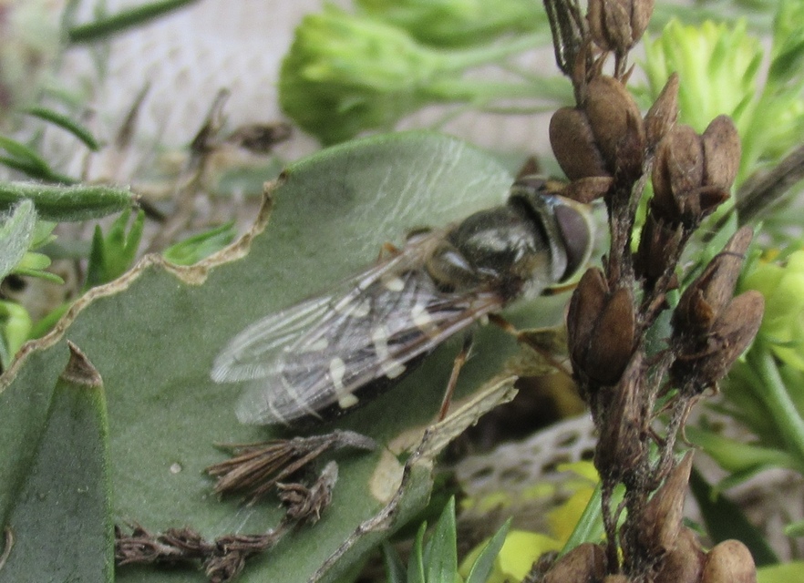 Scaeva pyrastri - gyakori nagyhomlokúlégy