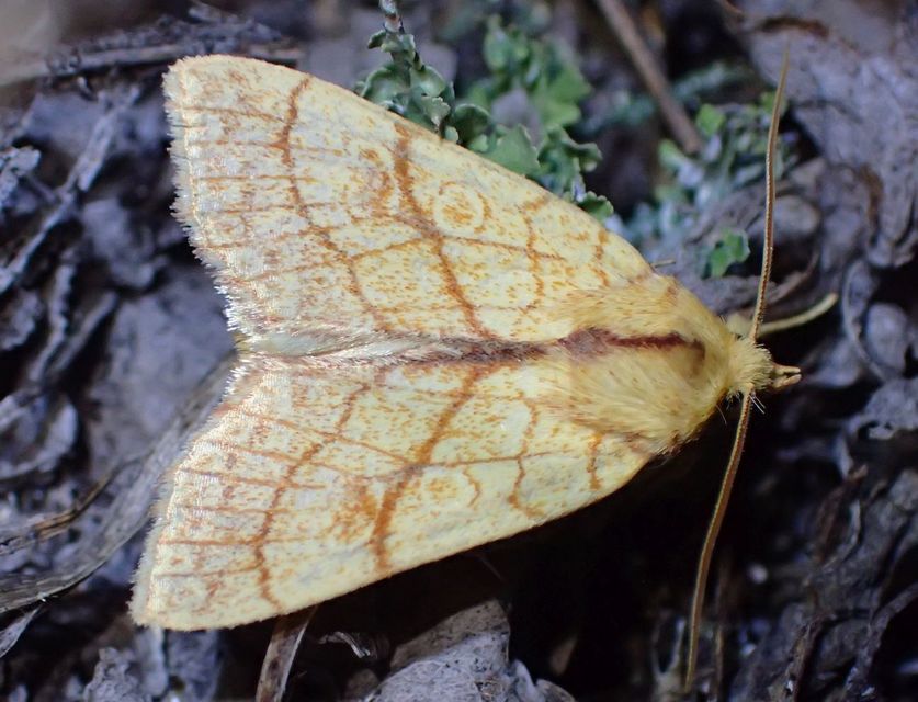 Tiliacea citrago - citromszínű sárgabagoly