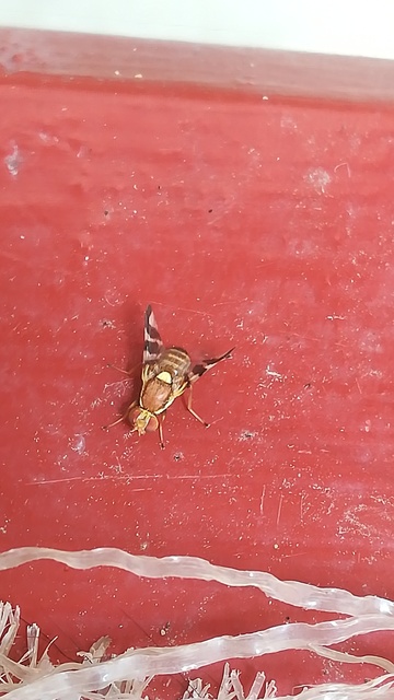 Rhagoletis completa