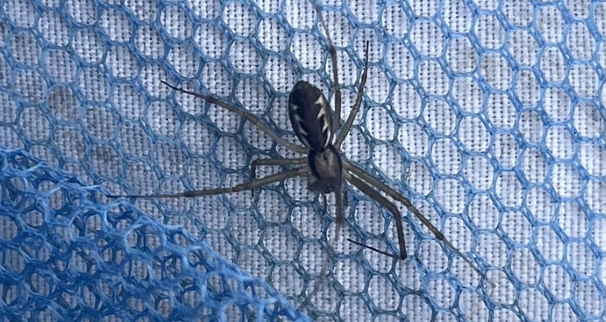 Linyphia triangularis - háromszöges vitorláspók