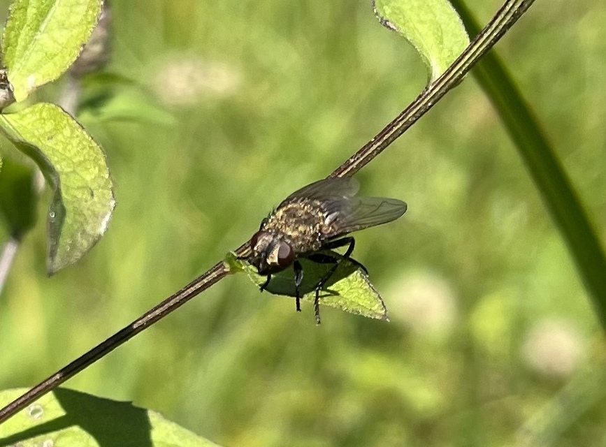 Pollenia