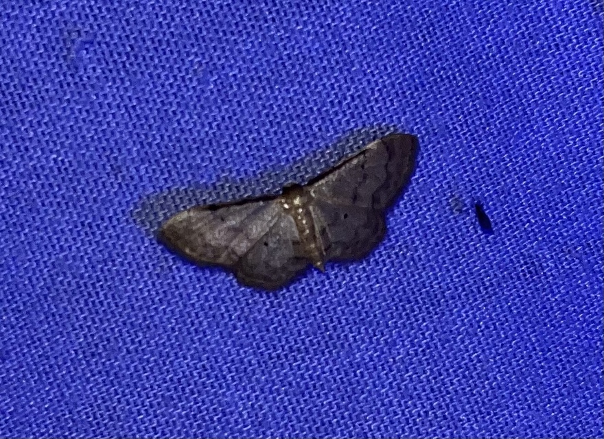 Idaea politaria - vonalas apróaraszoló