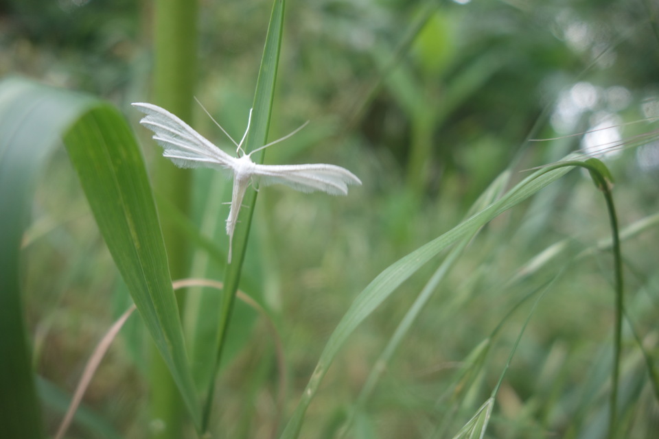 Pterophorus pentadactyla - fehér tollasmoly