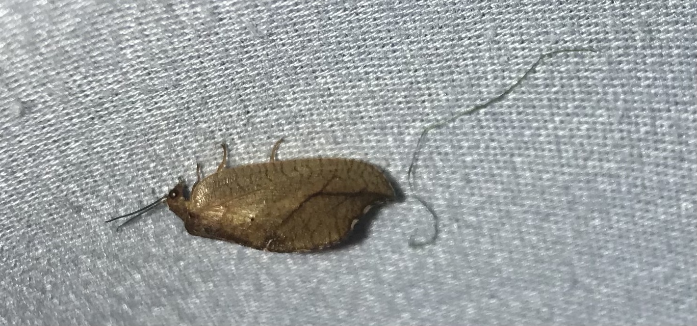 Drepanepteryx phalaenoides