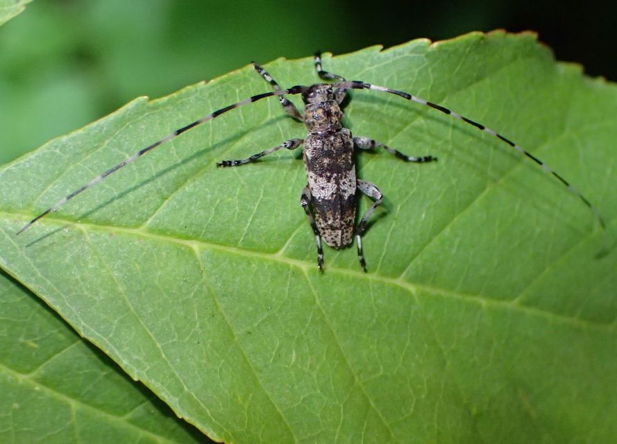 Acanthocinus griseus - szürke daliáscincér