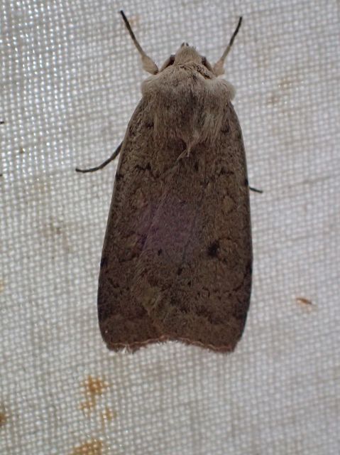 Xestia castanea michaeli - csarabos fűbagoly