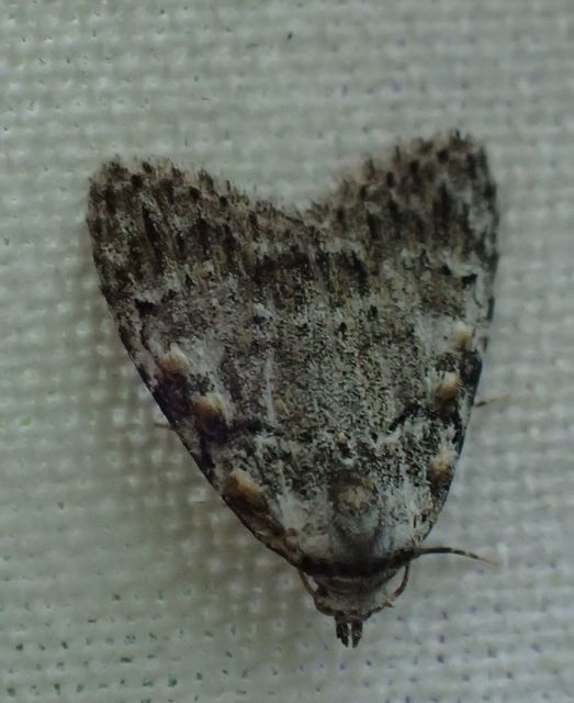 Meganola strigula - hamvas pamacsosszövő