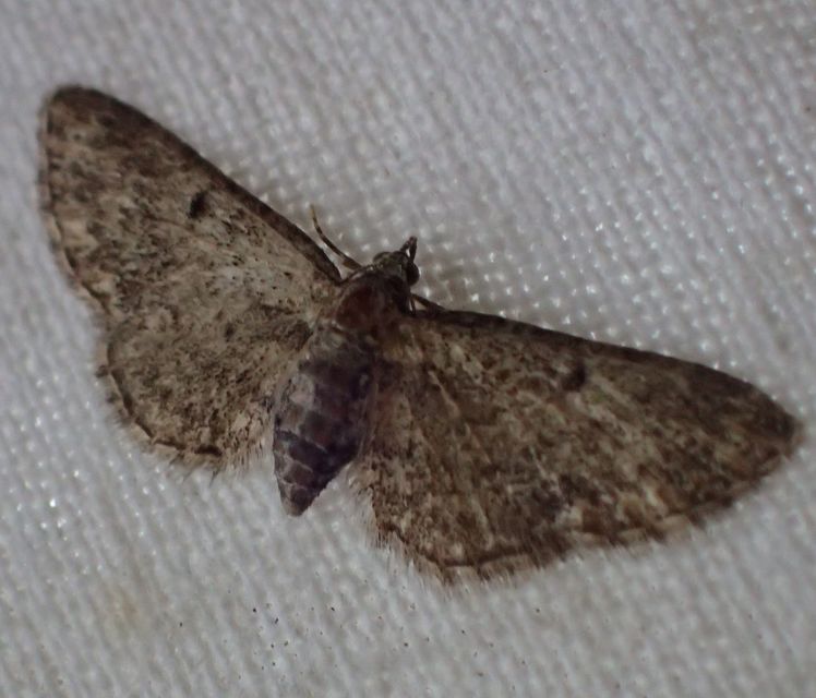 Eupithecia inturbata - juhar-törpearaszoló