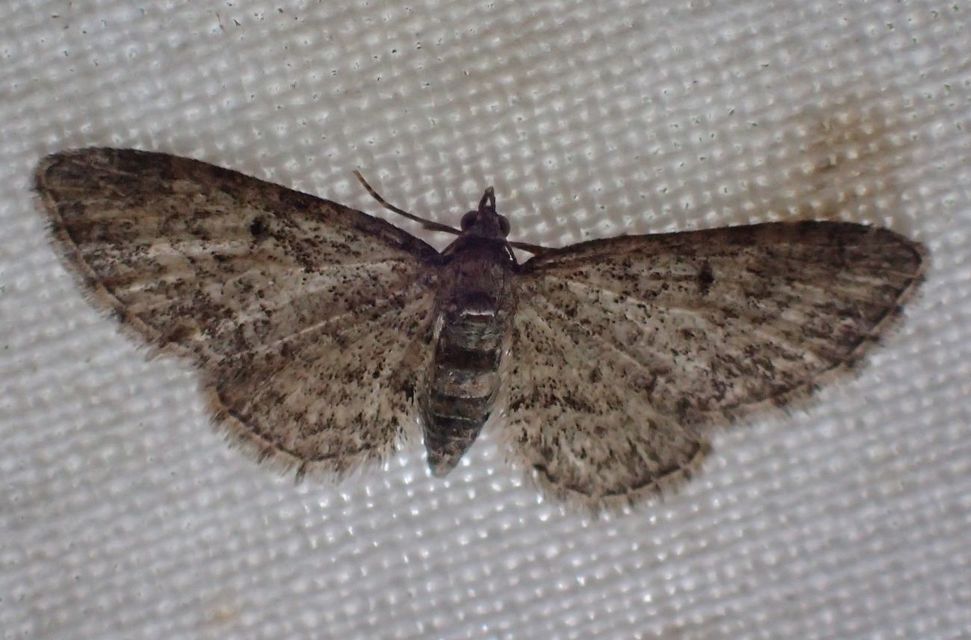 Eupithecia inturbata - juhar-törpearaszoló