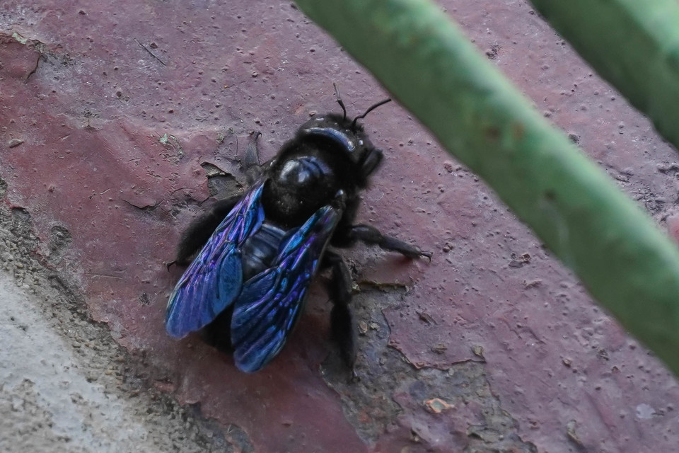 Xylocopa valga - gyakori fadongó
