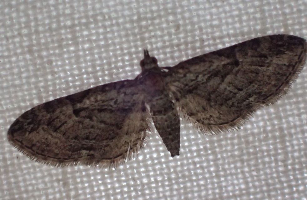 Eupithecia ericeata - feketefenyő-törpearaszoló