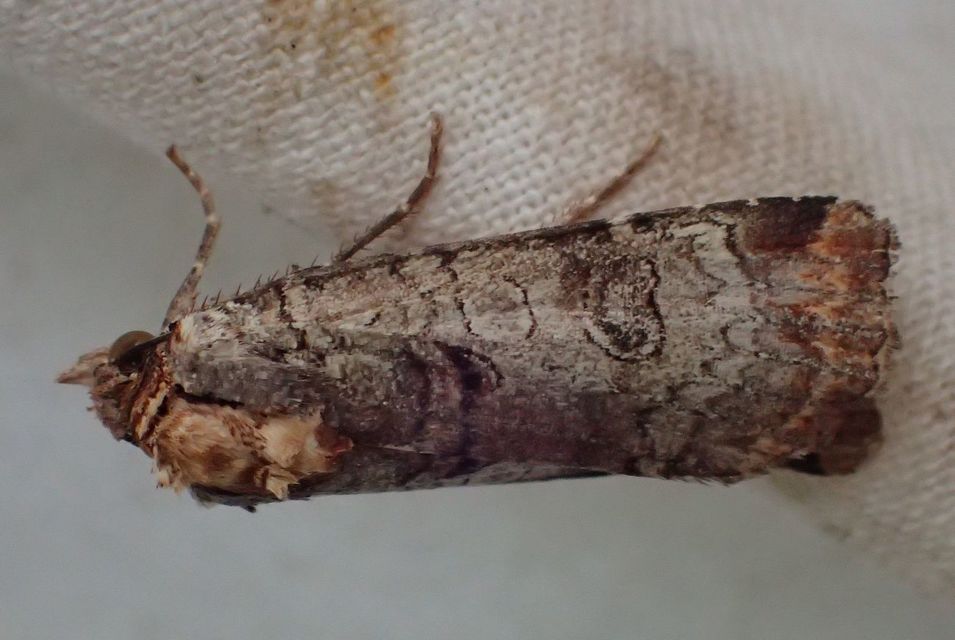Epilecta linogrisea - karcsú sárgafűbagoly