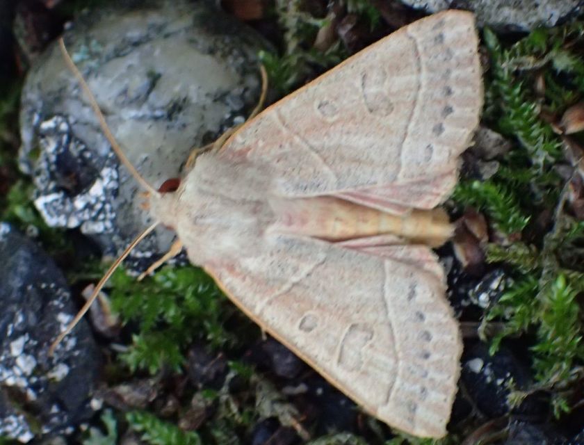 Mesogona acetosellae - madársóskabagoly
